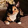 Sheba