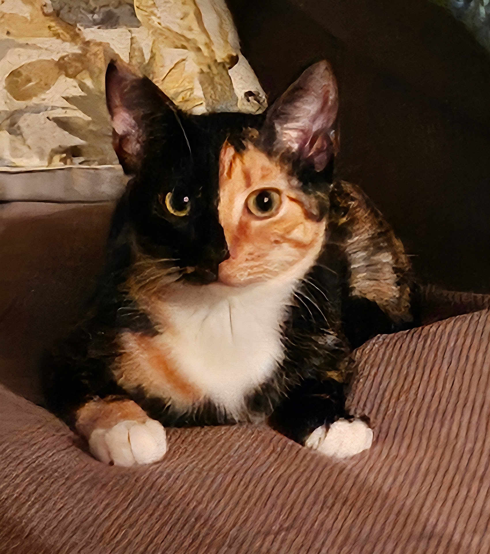 Sheba