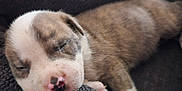 Maximus is registered to the contest to win money with this photo: puppy, sleeping, dog, cute, nap, blanket, fur, cozy, animal, pet, resting, soft, closeup, adorable, young, snout, paw, relaxing, indoor, brown