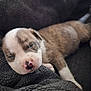 puppy, sleeping, dog, cute, nap, blanket, fur, cozy, animal, pet, resting, soft, closeup, adorable, young, snout, paw, relaxing, indoor, brown