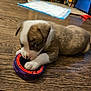 Maximus is registered to the contest to win money with this photo: puppy, dog, toy, wooden_floor, indoor, pet, brown_and_white, playful, young_dog, animal, cute, household, flooring, paw, nose, ears, domestic, small_dog, lying_down, chewing