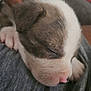 Maximus joined the competition — help win amazing prizes! puppy, sleeping, close_up, dog, pink_nose, fur, resting, cute, animal, pet, soft, grey, calm, peaceful, young, adorable, snout, paw, face, domestic_animal