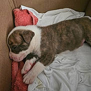Maximus joined the competition — help win amazing prizes! puppy, dog, sleeping, cardboard_box, towel, white, brown, fur, pet, cute, cozy, resting, animal, young, paw, snout, indoors, soft, blanket, domestic