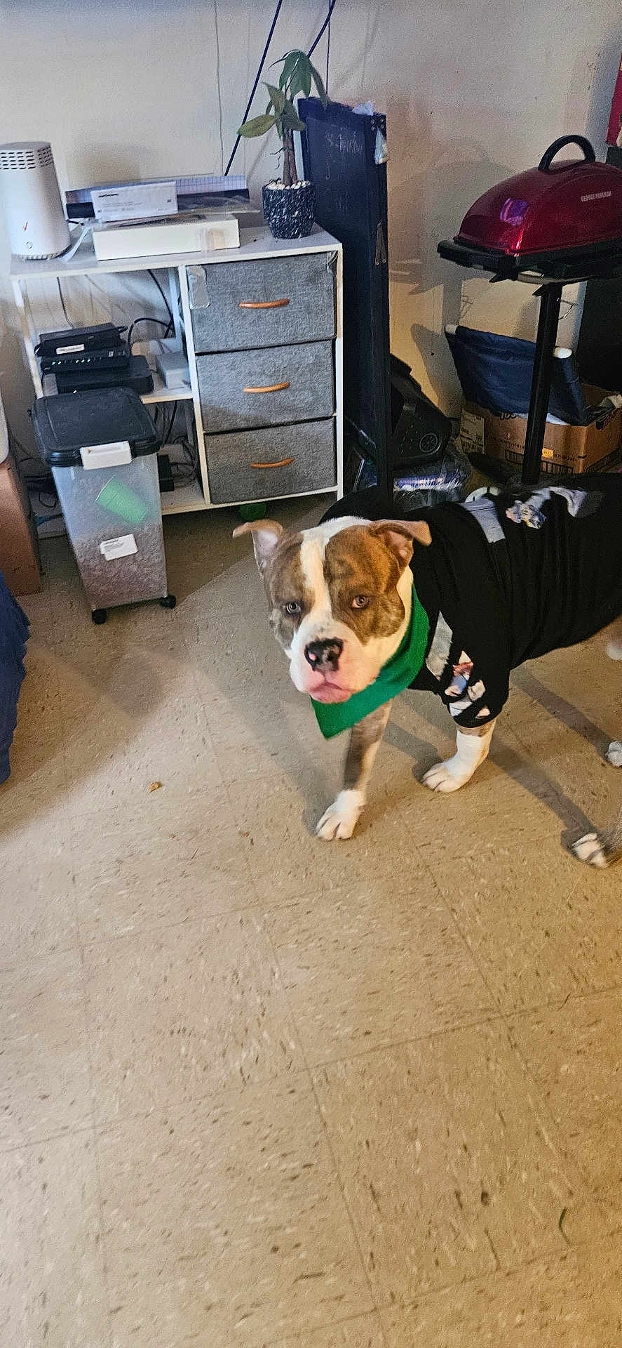 Maximus joined the competition — help win amazing prizes! dog, indoor, floor, furniture, plant, bandana, black_clothing, pet, canine, curious, tile_floor, household, storage, drawer, container, box, cable, router, lamp, room