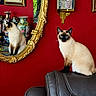 cat, siamese_cat, blue_eyes, sitting, mirror, reflection, leather_chair, furniture, red_wall, ornate_frame, antique_decor, vases, ceramics, indoor, home_decor, portrait, full_body, alert, cream_fur, dark_points