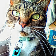 Hannibal is registered to the contest to win money with this photo: animal, background, cat, close_up, collar, curious, domestic_animal, feline, focus, fur, green_eyes, household, indoor, light, pet, portrait, tabby_cat, tag, whiskers, window