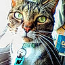 animal, background, cat, close_up, collar, curious, domestic_animal, feline, focus, fur, green_eyes, household, indoor, light, pet, portrait, tabby_cat, tag, whiskers, window