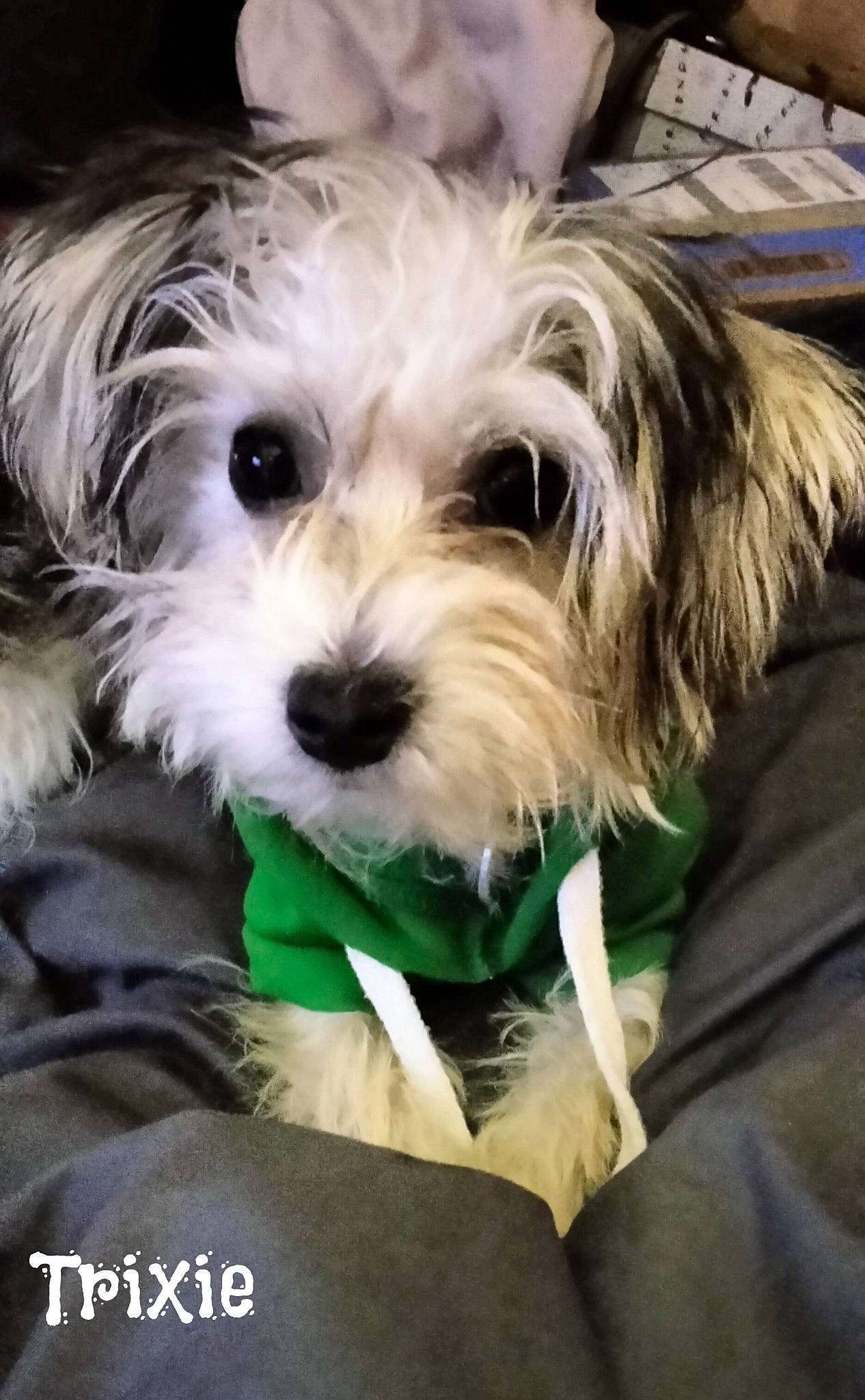 Trixie
