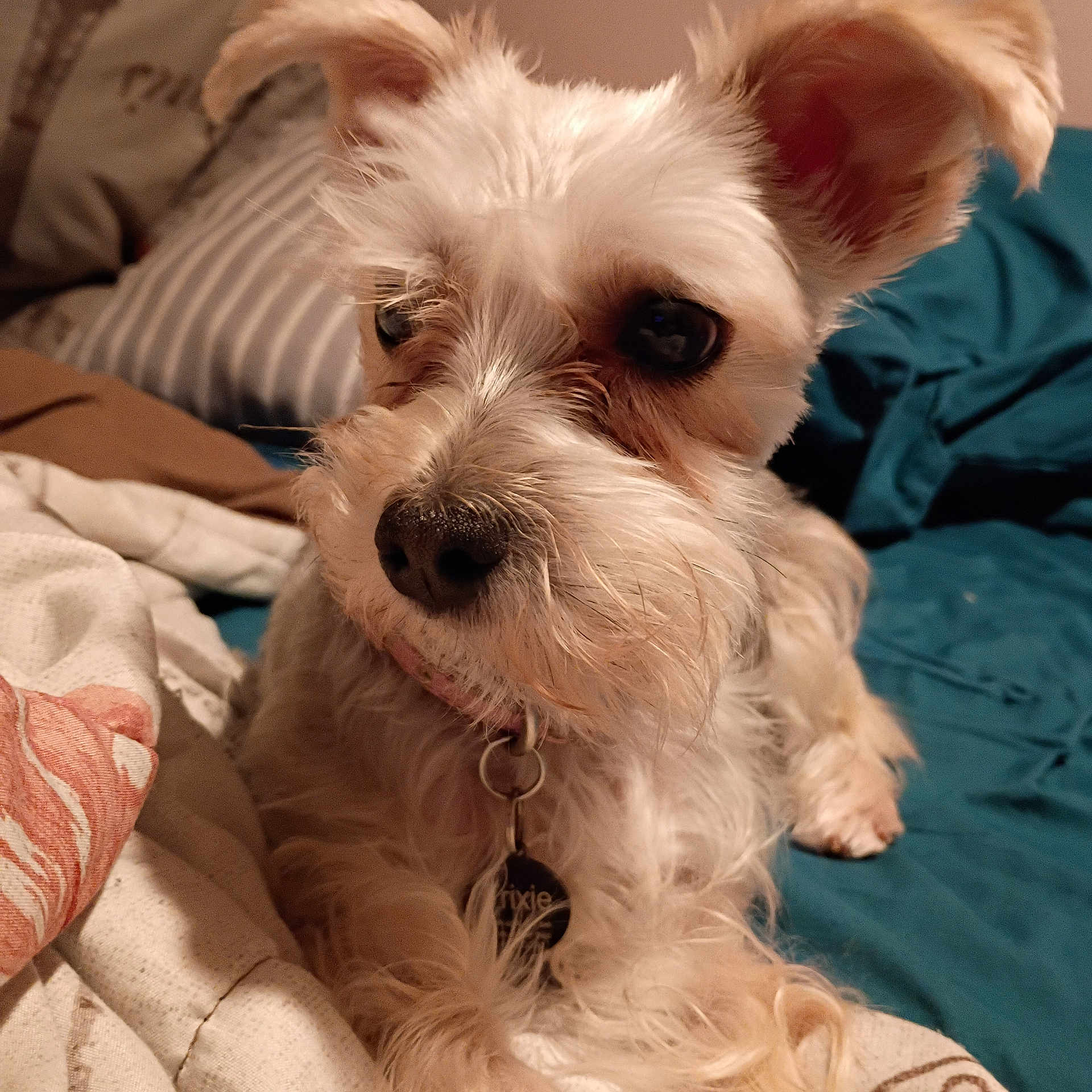 Trixie