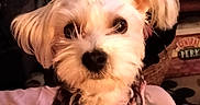 Trixie joined the competition — help win amazing prizes! affenpinscher, animal, bed, bedroom, canine, couch, dog, furniture, homedecor, indoors, lamp, lighting, linen, person, pet, poodle, puppy, room, terrier, whitedog