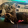 cat, kitten, fluffy, long_hair, pet, animal, couch, leather, toy, playing, indoors, living_room, television, cabinet, portrait, whiskers, ears, eyes, brown_fur, relaxed