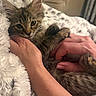 kitten, cat, tabby, fluffy, long_hair, fur, whiskers, ears, eyes, paws, sleeping, relaxed, cuddling, human_hands, holding, blanket, cozy, indoor, portrait, pet