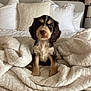 Reggie is registered to the contest to win money with this photo: puppy, dog, bed, blanket, pillows, cozy, indoor, cute, fur, pet, small, brown, white, black, cuddly, resting, home, animal, soft, comfort
