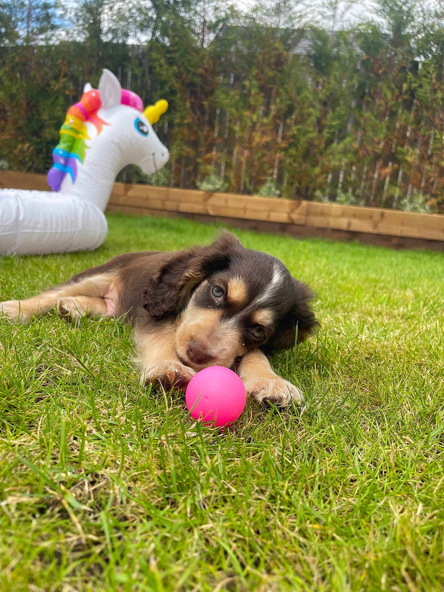 Reggie joined the competition — help win amazing prizes! puppy, dog, grass, toy, pink_ball, inflatable, unicorn, outdoor, playful, pet, garden, summer, cute, animal, colorful, fun, relaxing, young_dog, nature, greenery