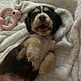 puppy, dog, blanket, toy, pink_toy, smiling, lying_down, fur, cute, pet, playful, happy, mouth_open, indoor, soft_texture, cozy, young_dog, animal, fur_pattern, resting