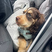 Reggie joined the competition — help win amazing prizes! puppy, dog, pet, harness, cushion, car_interior, seat, curious, brown_fur, soft_lighting, close_up, animal, cute, domestic_animal, young, fur, ears, paw, resting, indoors