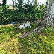 Willy a rejoint le concours — aidez-le/la à gagner de superbes lots ! animal, cat, clouds, daylight, fence, grass, greenery, leaves, nature, outdoor, peaceful, relaxing, resting, scenery, shadows, sky, stream, sunlight, tree, trunk