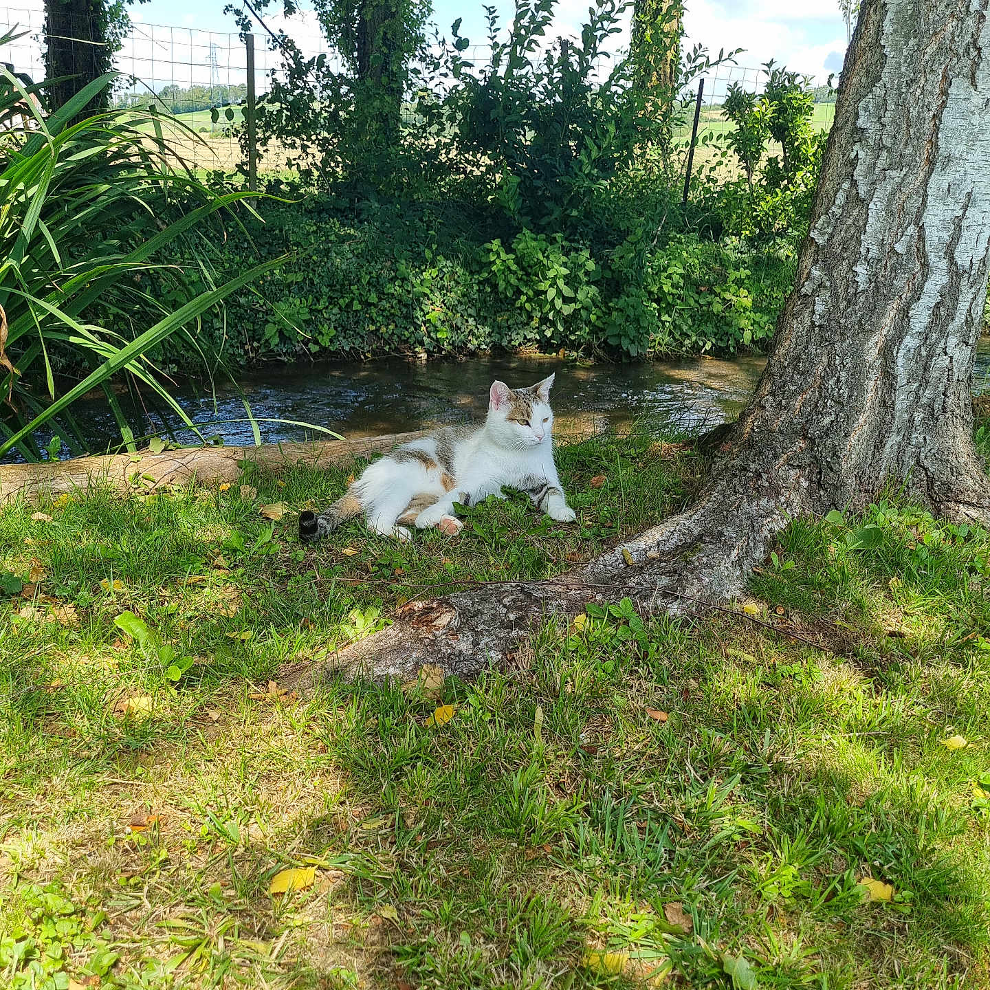 Willy a rejoint le concours — aidez-le/la à gagner de superbes lots ! animal, cat, clouds, daylight, fence, grass, greenery, leaves, nature, outdoor, peaceful, relaxing, resting, scenery, shadows, sky, stream, sunlight, tree, trunk