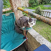 Roméo participe au concours pour gagner de l'argent avec cette photo : cat, gray_cat, white_cat, collar, outdoor_chair, green_chair, balcony, rustic, garden, plants, fence, concrete, railing, pet, animal, fur, sitting, curious, daylight, nature