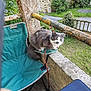 cat, gray_cat, white_cat, collar, outdoor_chair, green_chair, balcony, rustic, garden, plants, fence, concrete, railing, pet, animal, fur, sitting, curious, daylight, nature