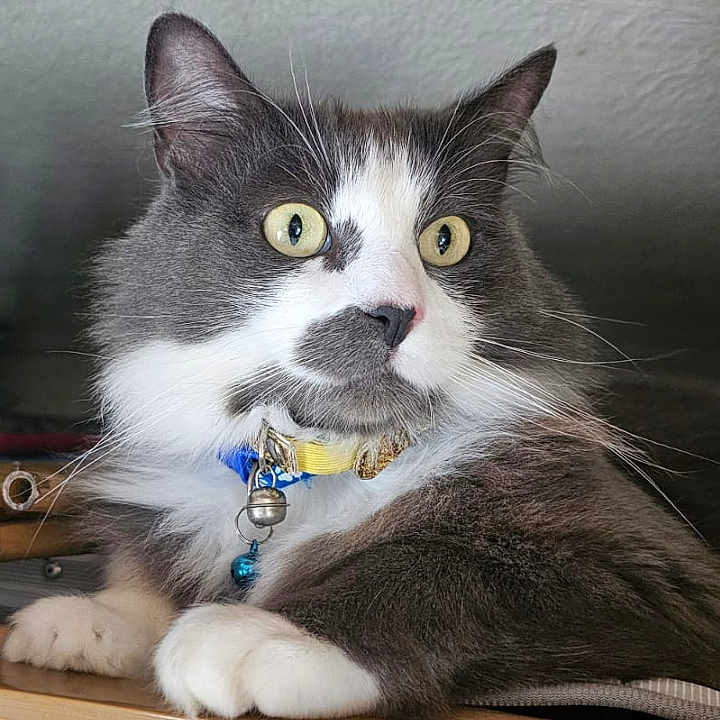 Roméo participe au concours pour gagner de l'argent avec cette photo : alert, animal, bell, cat, close_up, collar, domestic_cat, feline, fluffy, fur, gray_cat, indoor, paw, pet, portrait, resting, whiskers, white_cat, wooden_surface, yellow_eyes
