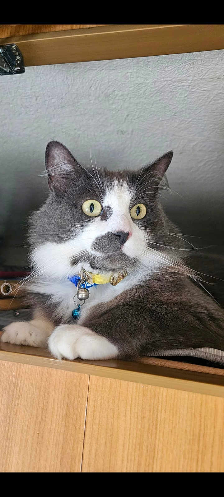 Roméo participe au concours pour gagner de l'argent avec cette photo : cat, gray_cat, white_cat, yellow_eyes, fluffy, collar, bell, pet, indoor, wooden_surface, close_up, feline, animal, domestic_cat, alert, whiskers, paw, fur, portrait, resting