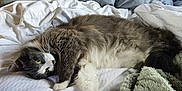 Roméo participe au concours pour gagner de l'argent avec cette photo : cat, bed, pillow, blanket, fur, gray, white, indoor, resting, relaxed, animal, pet, cozy, soft, sleepy, comfort, feline, whiskers, green_eyes, laying