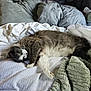 cat, bed, pillow, blanket, fur, gray, white, indoor, resting, relaxed, animal, pet, cozy, soft, sleepy, comfort, feline, whiskers, green_eyes, laying