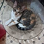 animal, bowl, cat, curious, curled_up, cute, domestic, feline, floor, indoor, kitten, looking_up, pet, resting, small, tabby, tile, transparent, white_paws, young