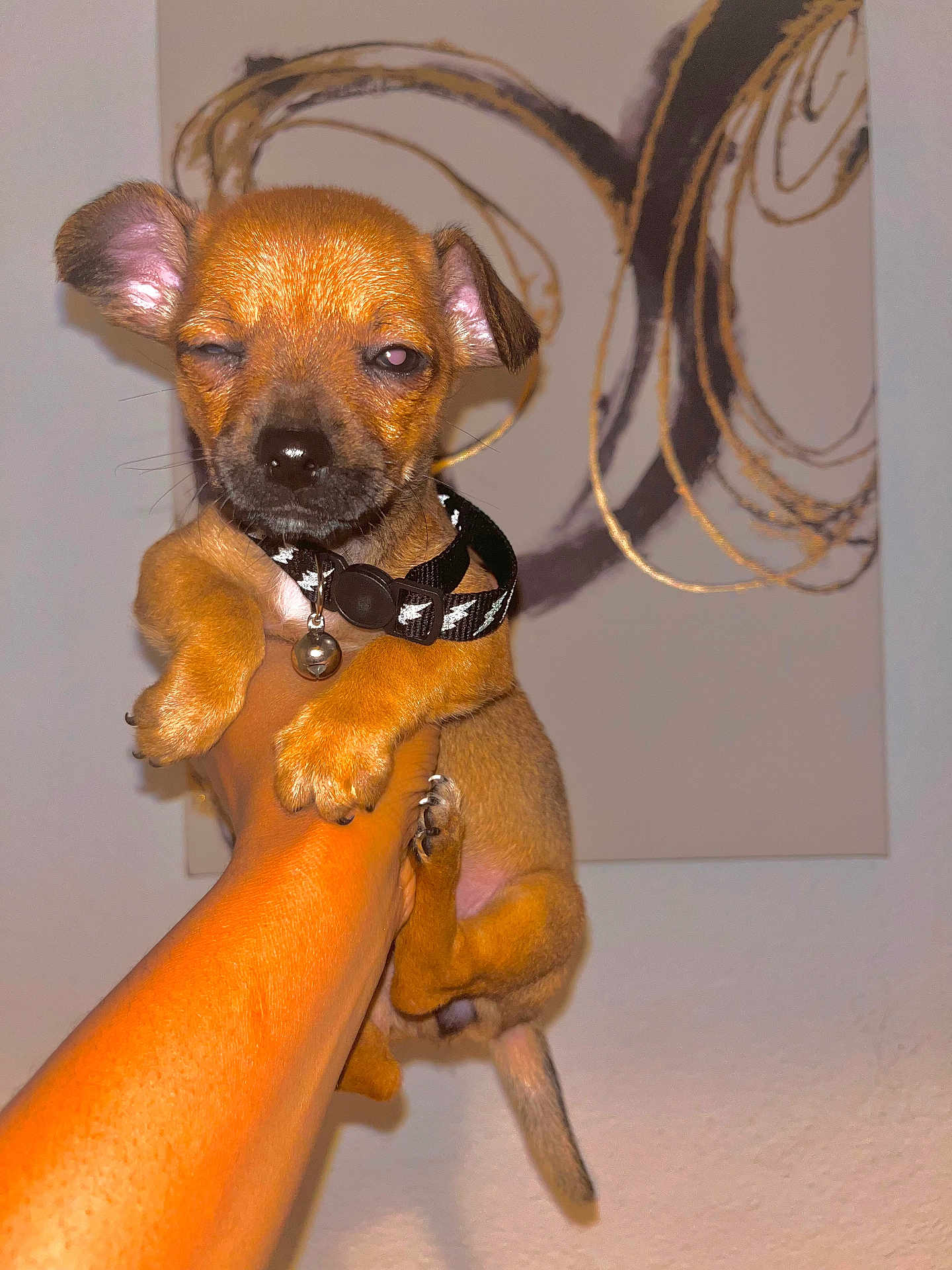 Urban joined the competition — help win amazing prizes! puppy, dog, small_dog, pet, collar, hand, sleepy, winking, brown_fur, indoor, wall_art, abstract_painting, cute, young_dog, animal, portrait, holding, close_up, domestic_animal, paw