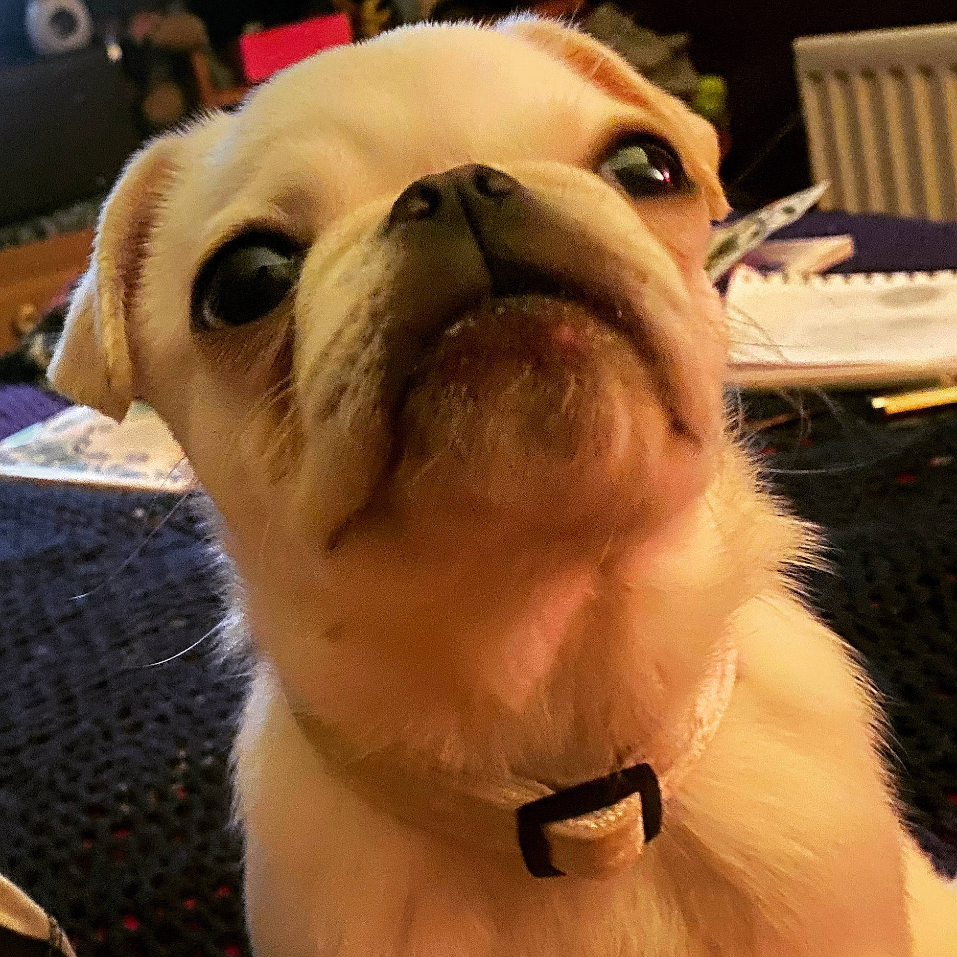 Tucker is registered to the contest to win money with this photo: bulldog, canidae, carnivore, chair, collar, companion_dog, dog, dog_breed, dog_collar, ear, eyewear, fawn, fur, jaw, leash, snout, sporting_group, toy_dog, whiskers, working_animal