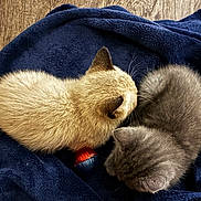 Hot Dawg joined the competition — help win amazing prizes! kitten, cat, pet, animal, furry, cute, sleeping, blanket, toy, indoor, cozy, fur, small, resting, friendship, navy_blue, floor, wood, domestic, companion