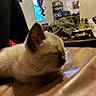 kitten, cat, siamese, sleepy, fur, whiskers, leather, couch, shoe, jacket, indoor, window, furniture, relaxation, pet, animal, cozy, clutter, closeup, cute