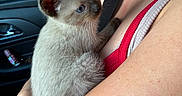 Hot Dawg joined the competition — help win amazing prizes! kitten, cat, siamese, blue_eyes, fur, pet, animal, person, arm, clothing, tank_top, car_interior, door_handle, window, nature, greenery, hand, cuddle, cute, closeup