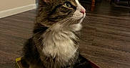 Romeo joined the competition — help win amazing prizes! cat, tabby, box, indoor, wooden_floor, furniture, table, chair, pet, animal, curious, fluffy, white_paws, looking_away, cozy, home, domestic, mammal, sitting, floor