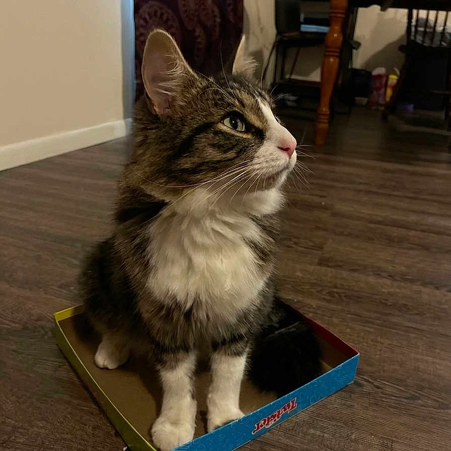 Romeo joined the competition — help win amazing prizes! cat, tabby, box, indoor, wooden_floor, furniture, table, chair, pet, animal, curious, fluffy, white_paws, looking_away, cozy, home, domestic, mammal, sitting, floor