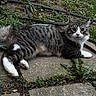 Romeo is registered to the contest to win money with this photo: cat, tabby_cat, outdoor, grass, plants, stone_path, hose, greenery, animal, pet, fur, whiskers, paws, relaxing, nature, curious, laying_down, eyes, tail, side_view