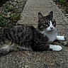 Romeo joined the competition — help win amazing prizes! cat, tabby, white_paws, white_chest, outdoor, concrete_path, pebbles, greenery, animal, pet, feline, resting, curious, whiskers, ears, fur, nature, side_view, daylight, mammal