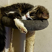 Romeo joined the competition — help win amazing prizes! cat, tabby, sleeping, paw, fur, whiskers, ear, tail, cat_perch, rope, indoor, pet, relaxed, cozy, resting, animal, feline, closeup, soft_light, wall