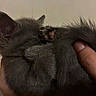 Turkey Toes joined the competition — help win amazing prizes! kitten, cat, gray_fur, paw, sleeping, hand, pet, cute, fur, animal, domestic_animal, tiny, soft, close_up, whiskers, feline, adorable, cozy, resting, young