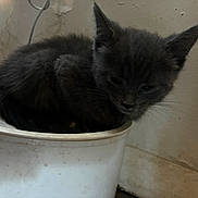 Turkey Toes joined the competition — help win amazing prizes! kitten, gray_cat, animal, pet, container, indoor, curled_up, sleepy, feline, cute, small, fur, whiskers, ears, close_up, resting, domestic, wall, floor, cozy