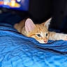 Winnie joined the competition — help win amazing prizes! kitten, cat, orange_tabby, paw, sleepy, blue_blanket, indoor, pet, feline, cute, stretching, relaxed, soft_light, closeup, animal, whiskers, pink_nose, young_cat, bed, resting