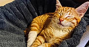 Winnie joined the competition — help win amazing prizes! cat, orange_tabby, sleeping, pet_bed, cozy, fur, whiskers, relaxed, indoor, close_up, cute, resting, animal, feline, soft_texture, paw, ears, comfort, domestic_cat, nap