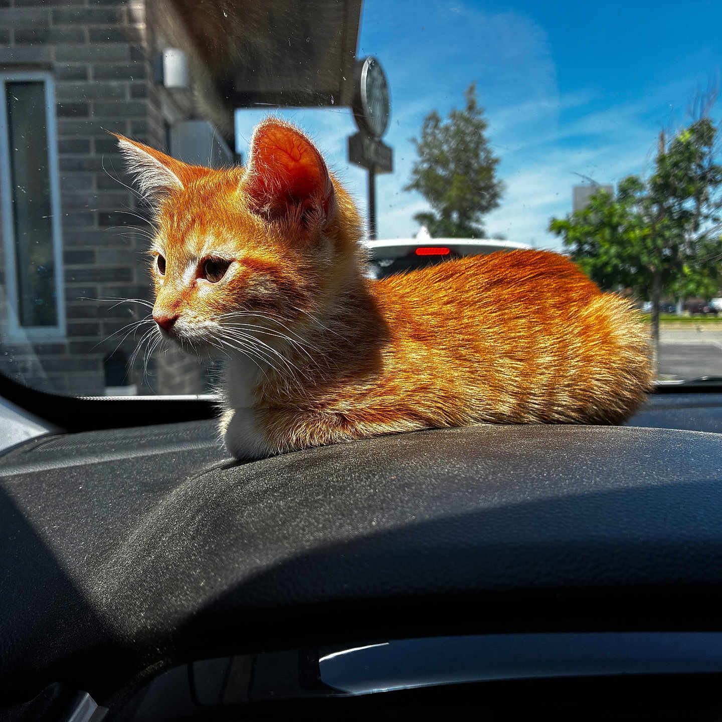 Winnie is registered to the contest to win money with this photo: cat, kitten, ginger_cat, car_dashboard, sunlight, window, outdoor, trees, sky, vehicle, pet, animal, whiskers, fur, domestic_animal, parking_lot, daytime, nature, relaxing, cute