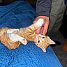 Winnie is registered to the contest to win money with this photo: kitten, cat, orange_cat, white_paws, blue_quilt, person_hand, tattoo, indoor, playful, pet, animal, cute, feline, paw, bed, cozy, curious, young_cat, resting, interaction