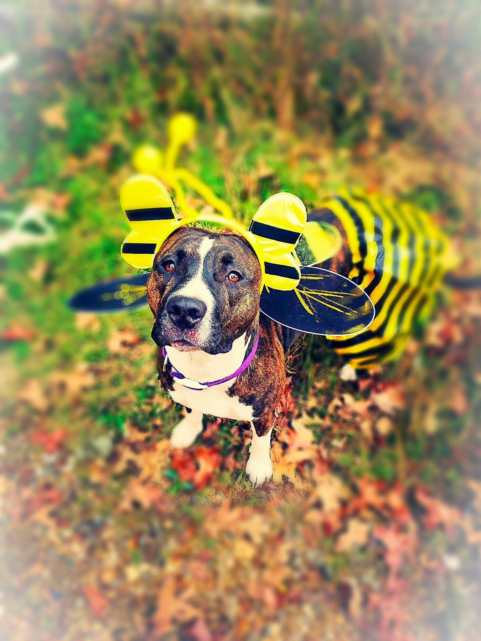 America is registered to the contest to win money with this photo: autumn, basset_hound, canidae, carnivore, dog, dog_breed, ear, grass, hound, hunting_dog, leaf, plant, puppy, sporting_group, tree