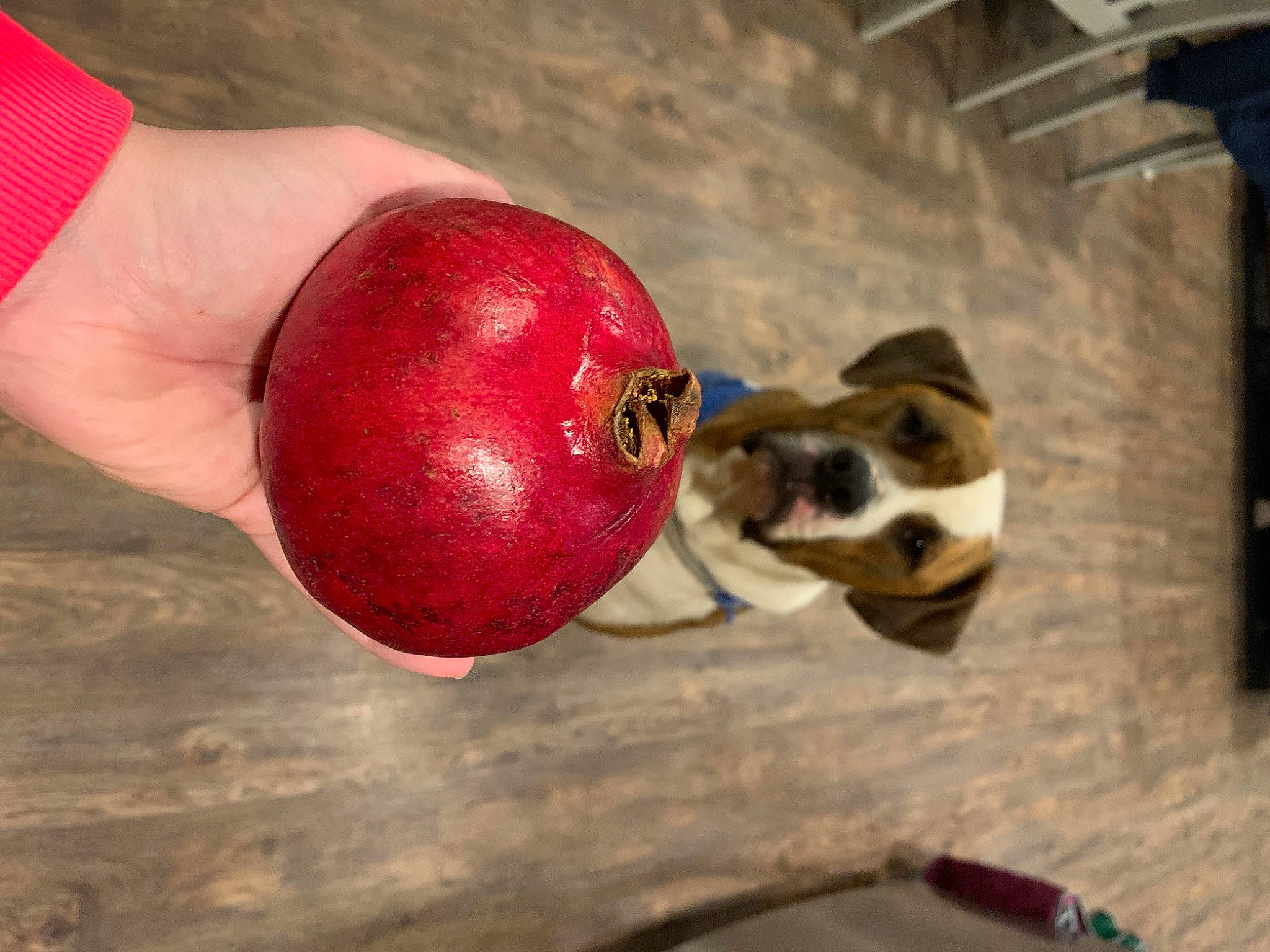 Timmy joined the competition — help win amazing prizes! accessory_fruit, ball, carnivore, dog, door, food, food_spoilage, fruit, ingredient, local_food, malus, mcintosh, natural_foods, plant, pomegranate, produce, seedless_fruit, sports_toy, still_life_photography, superfood