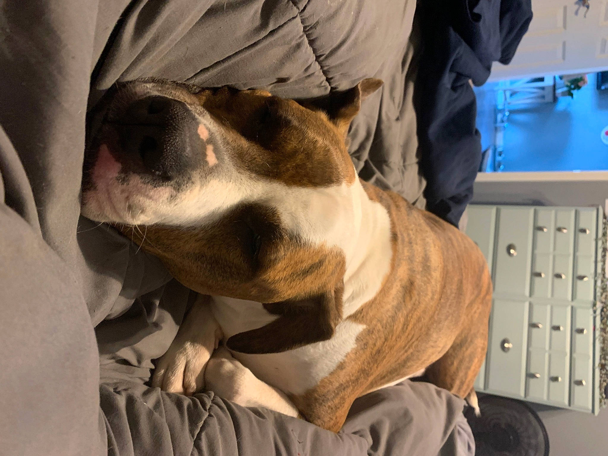 Timmy is registered to the contest to win money with this photo: cabinetry, canidae, carnivore, chest_of_drawers, collar, comfort, companion_dog, dog, dog_breed, drawer, fawn, fur, guard_dog, laptop, paw, snout, sporting_group, whiskers, working_animal, working_dog