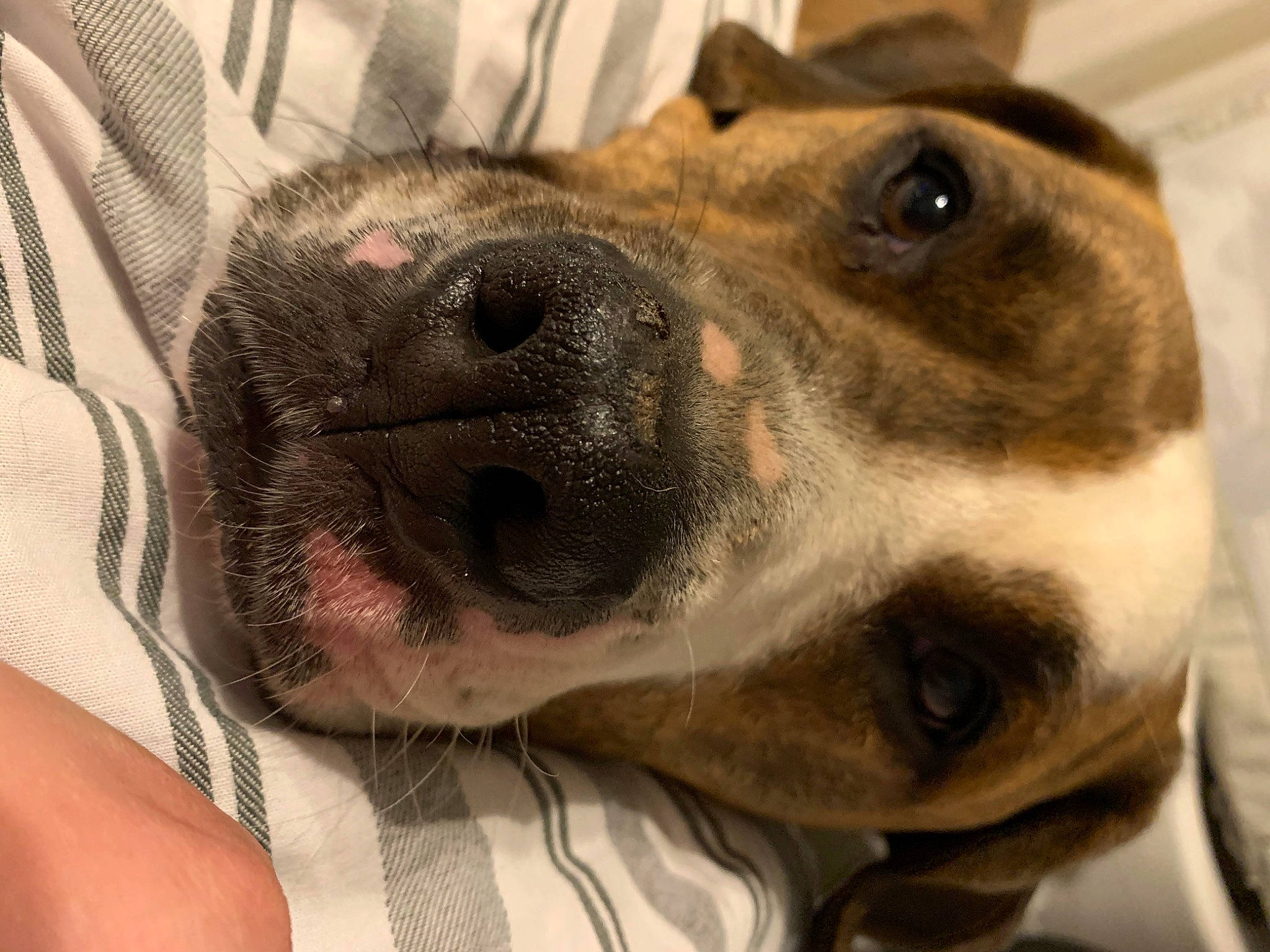 Timmy is registered to the contest to win money with this photo: canidae, carnivore, collar, companion_dog, dog, dog_breed, dog_collar, ear, fawn, fur, jaw, metal, paw, pet_supply, snout, sporting_group, terrestrial_animal, whiskers, working_animal, working_dog