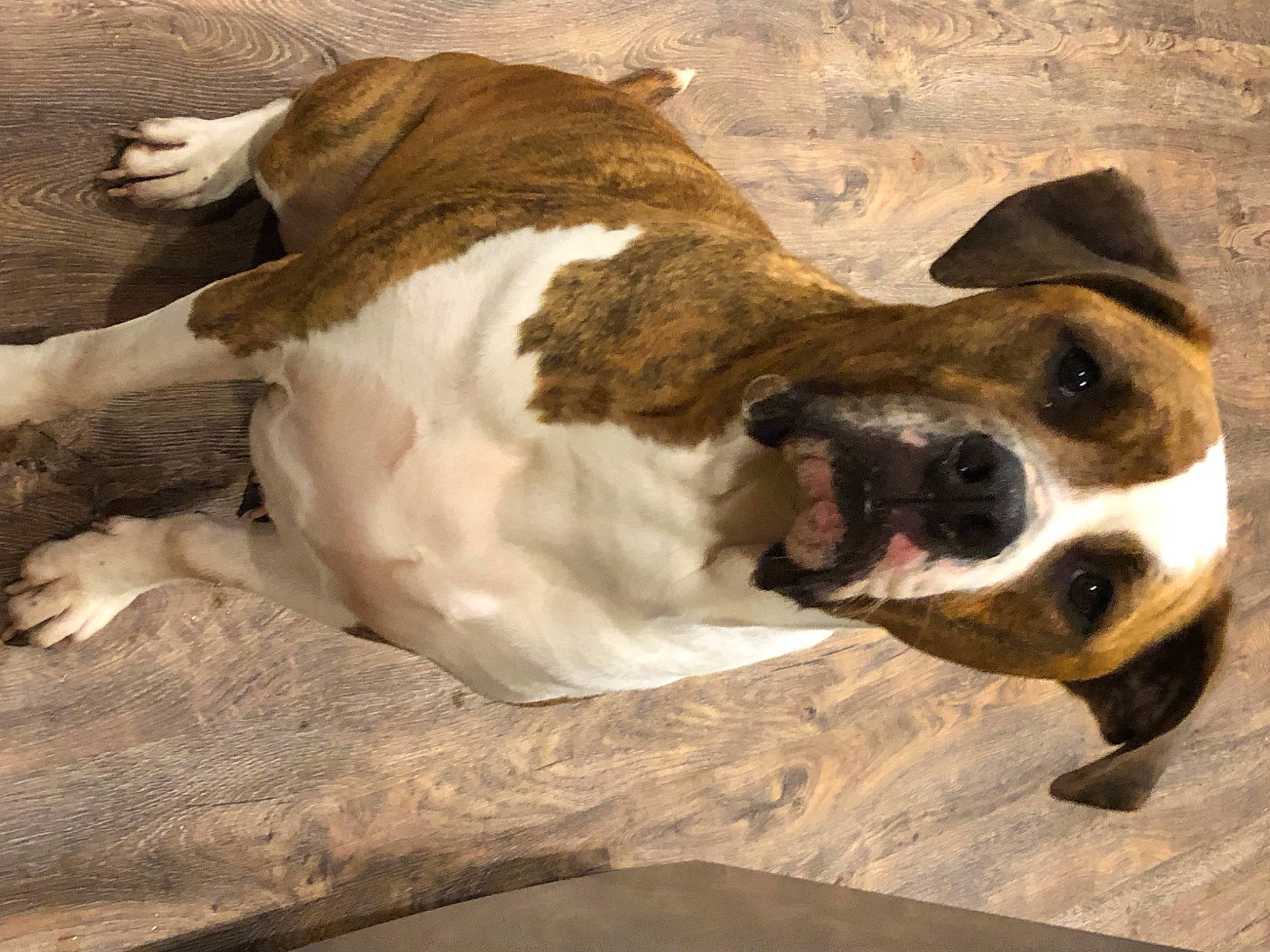 Timmy joined the competition — help win amazing prizes! canidae, carnivore, collar, companion_dog, dog, dog_breed, dog_collar, fawn, fur, guard_dog, paw, scent_hound, snout, sporting_group, street_dog, terrestrial_animal, whiskers, wood, working_animal, working_dog